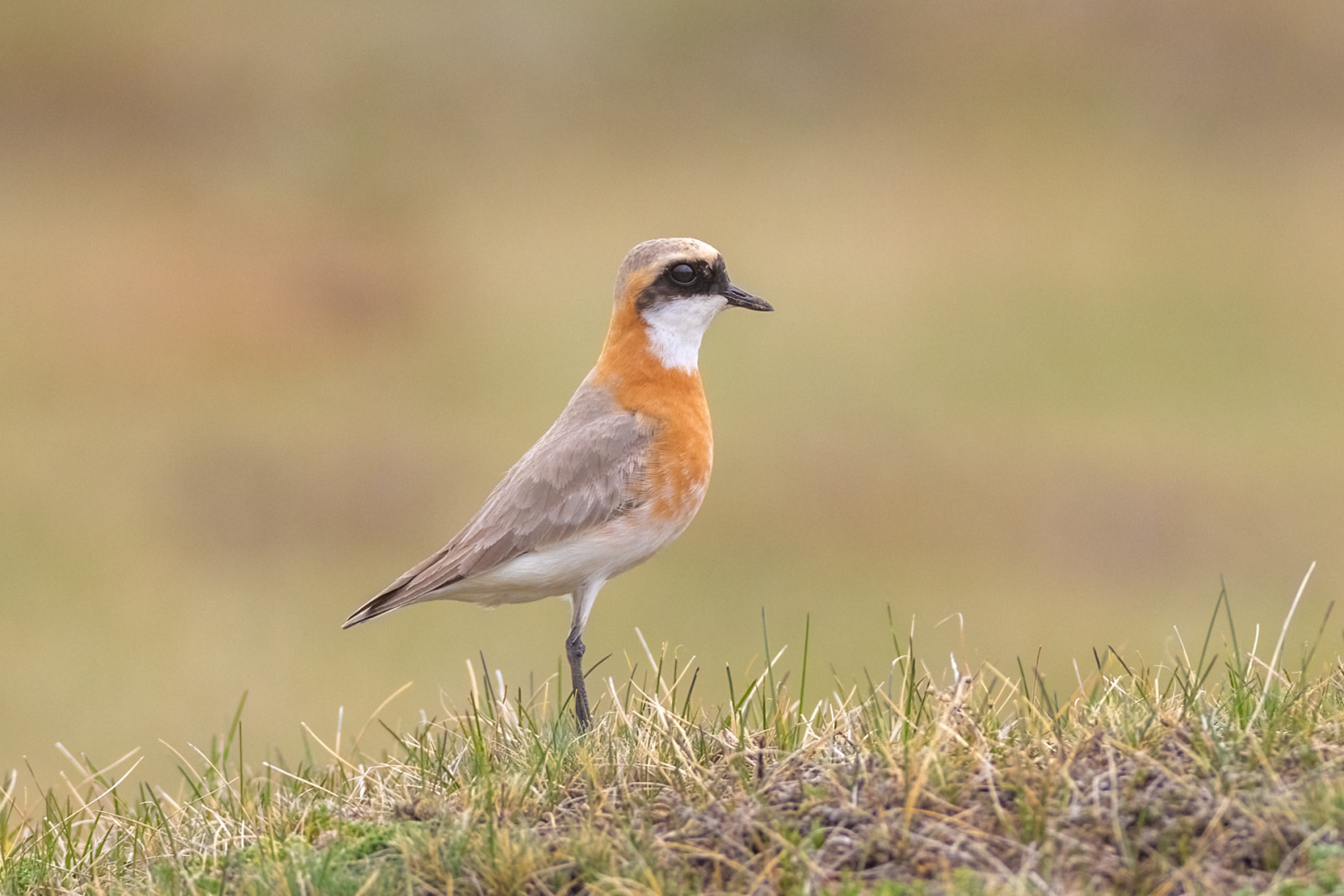 image Siberian Sand Plover